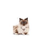 miniatura Royal Canin Mother & Babycat 2 kg 3