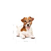 miniatura Royal Canin Mini Ageing 12+ 1,5 kg 3