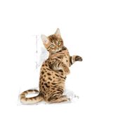 miniatura Royal Canin Sterilised Jelly 12x85 g 3