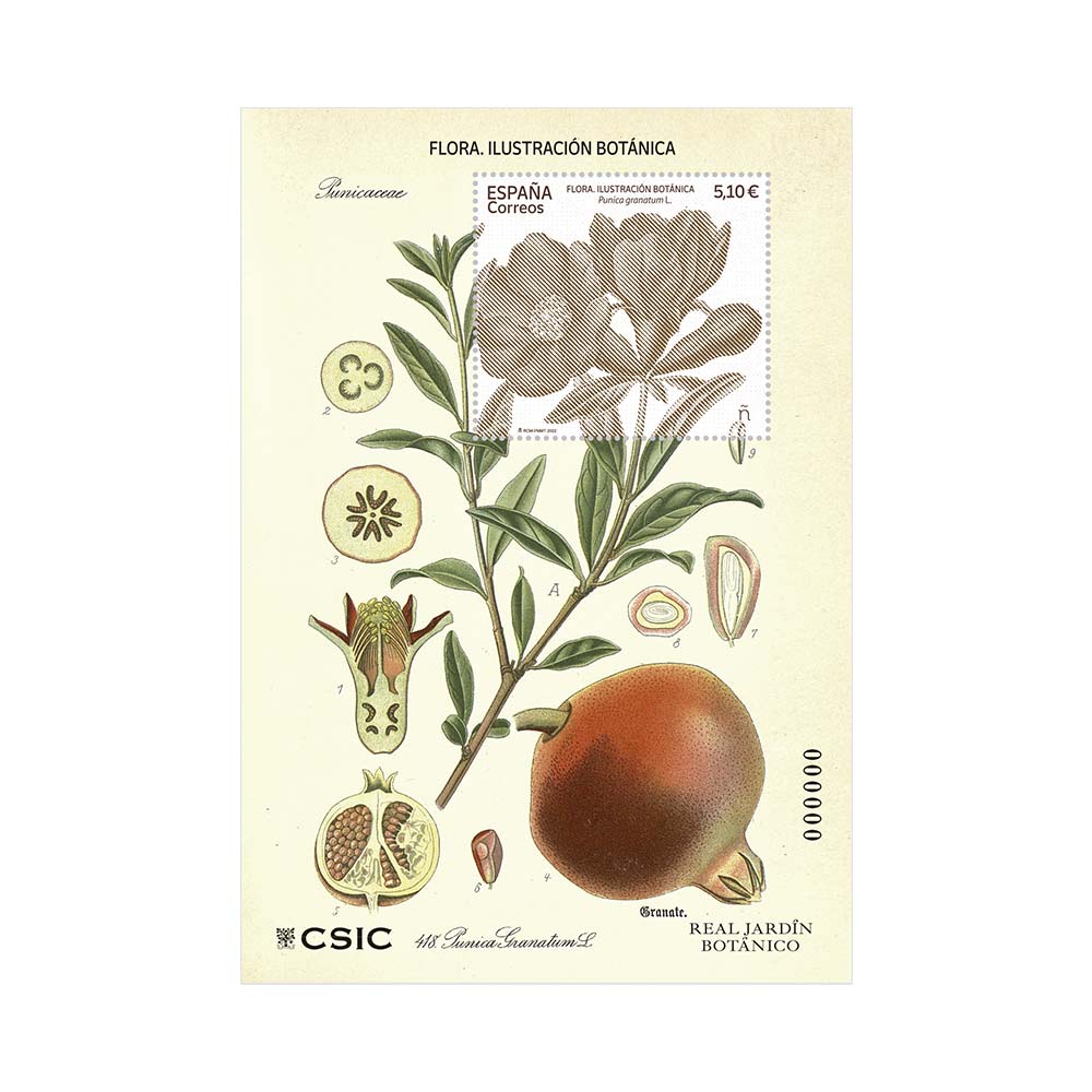 sello granado ilustración botánica Púnica Grantum