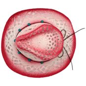 miniatura Sombrero Vaquero