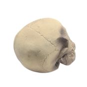 miniatura Cráneo Decorativo Halloween 20x14x14 – Accesorio Realista