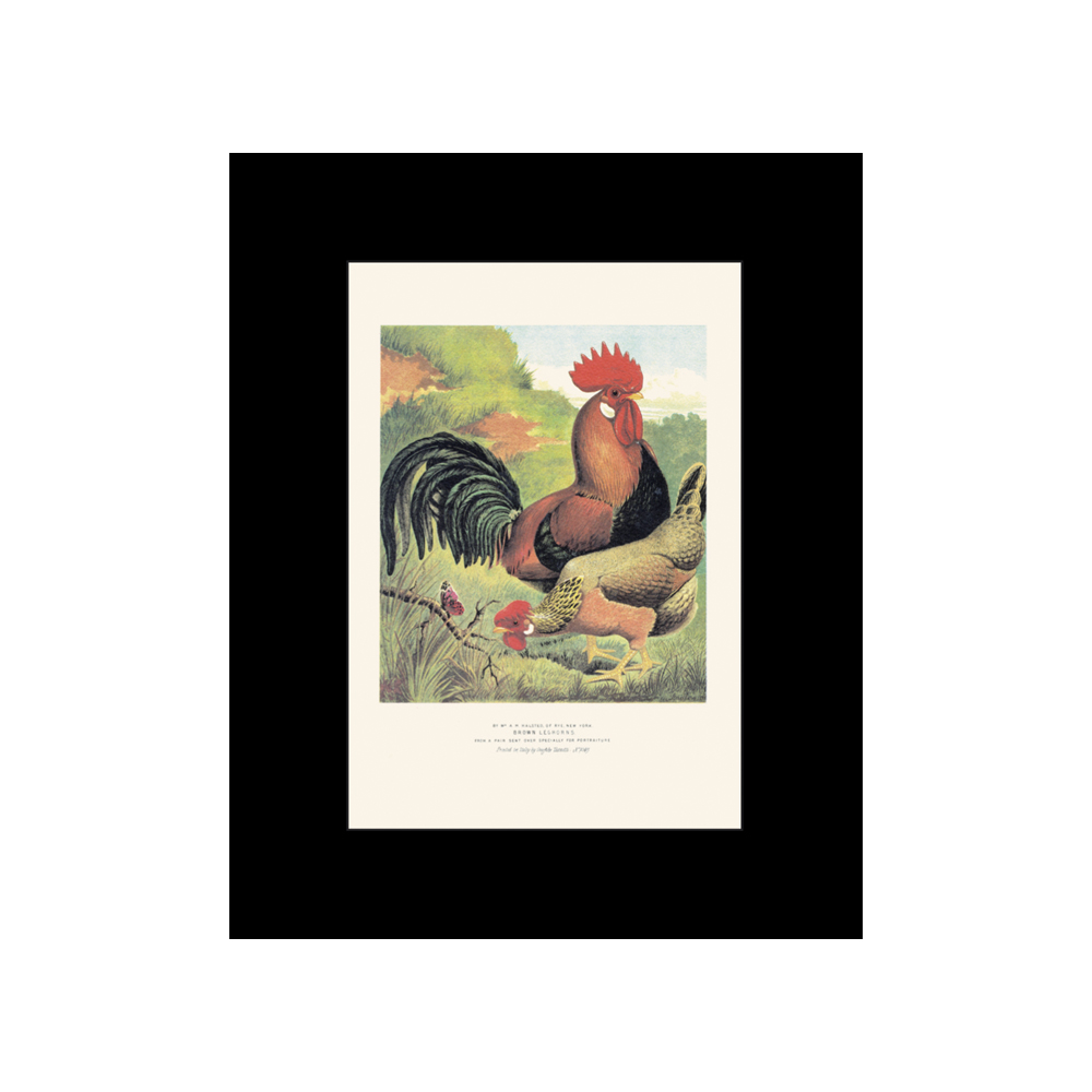 Lámina Tassotti Gallos