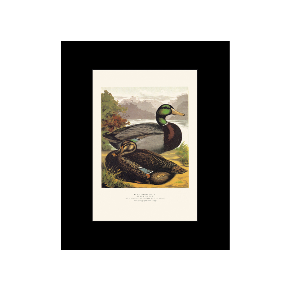 Lámina Tassotti Patos