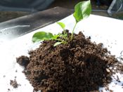 miniatura Humus de lombriz plantas