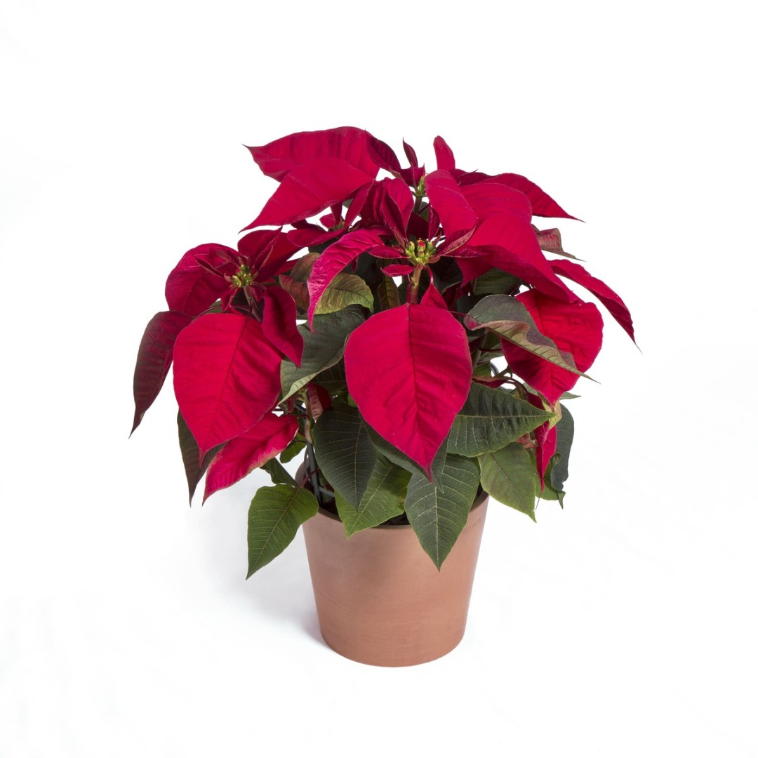 Poinsettia Natural Roja - Flor de Pascua
