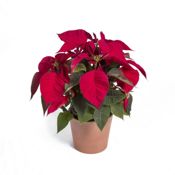 miniatura Poinsettia Natural Roja - Flor de Pascua