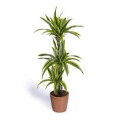 miniatura Monstera -plantas naturales interior 2