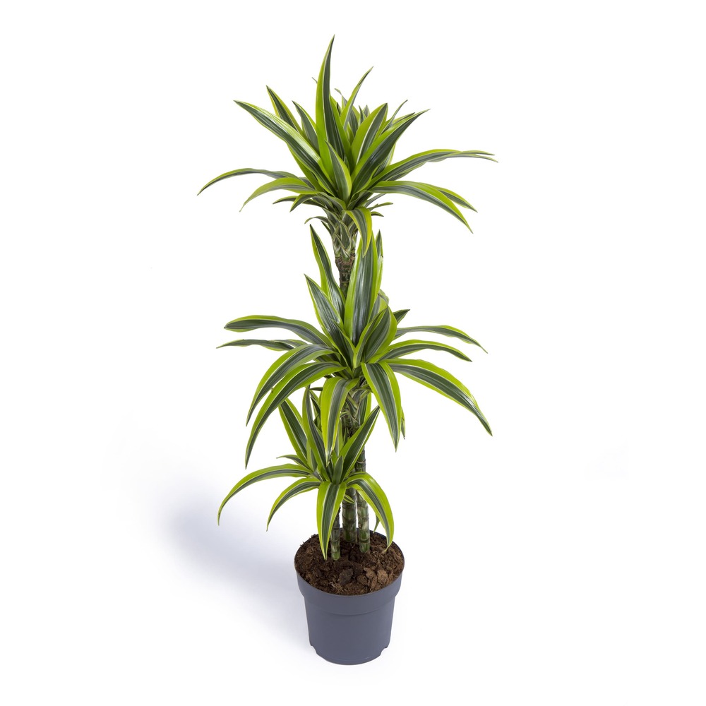 Monstera -plantas naturales interior