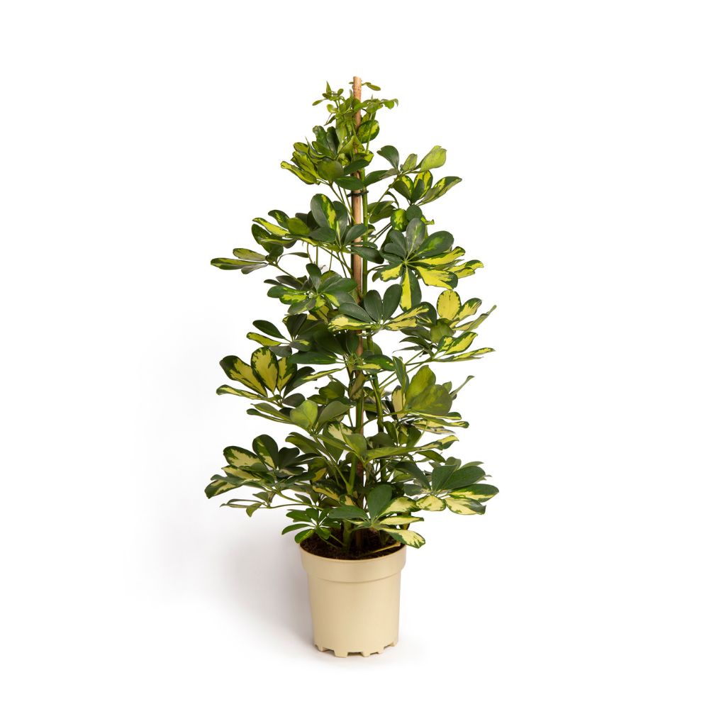Cool Green Chefflera Capella Mediana Planta natural