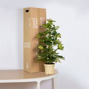 miniatura Chefflera Capella Mediana Planta natural 4