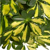 miniatura Chefflera Capella Mediana Planta natural 2