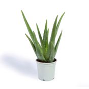 miniatura Aloe Vera o Sábila Planta Natural 3
