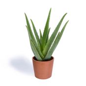 miniatura Aloe Vera o Sábila Planta Natural 2