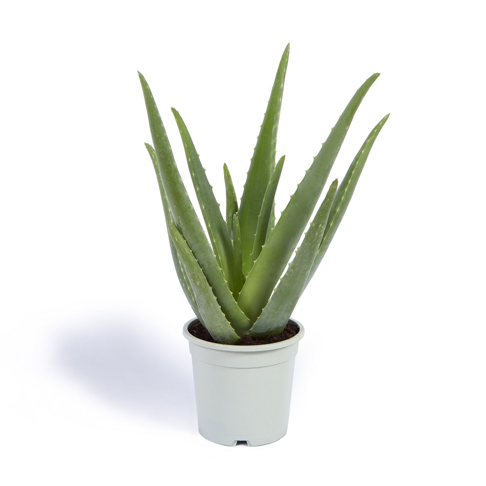 Aloe Vera o Sábila Planta Natural 1