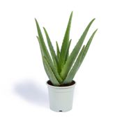 miniatura Aloe Vera o Sábila Planta Natural 1