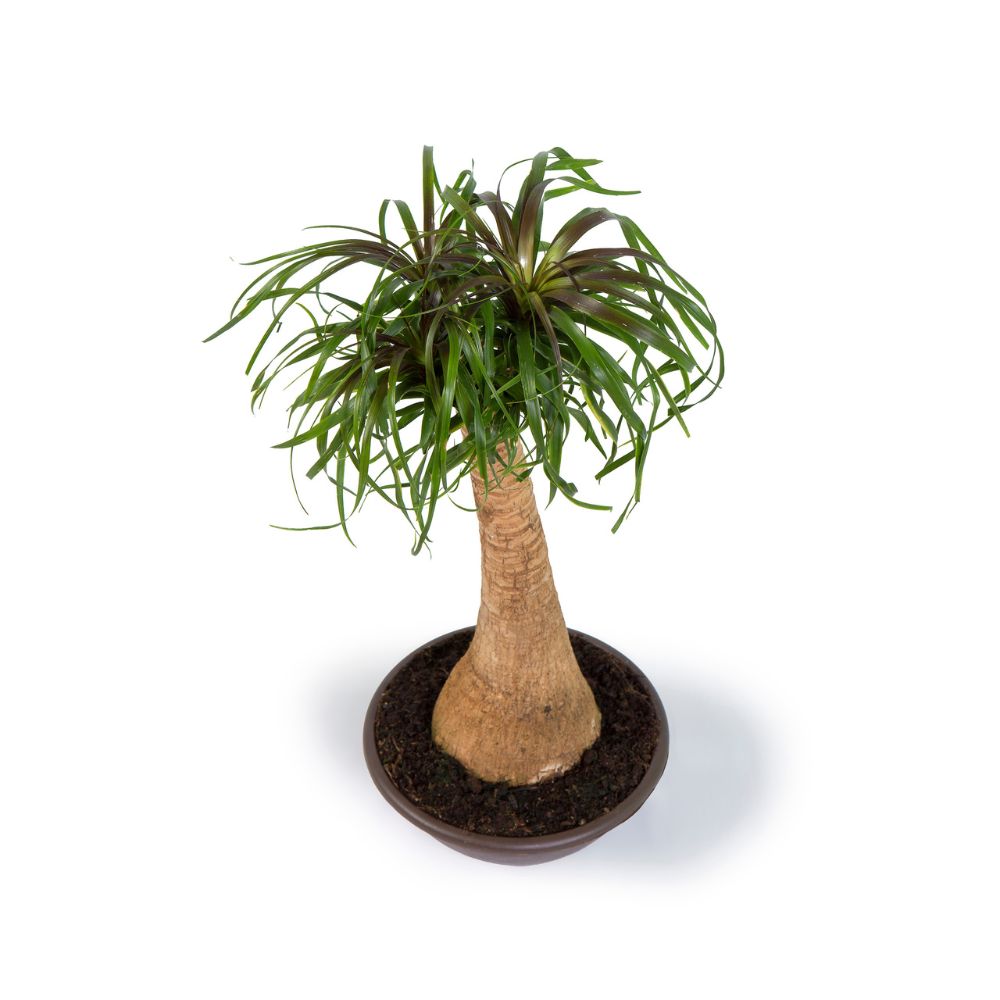 Planta natural interior - Beaucarnea