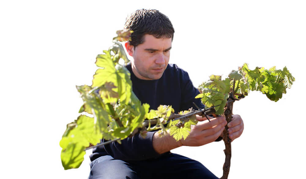 Viñedos y Bodegas Mayo García