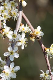 miniatura Lote artesano de Miel de Azahar Miel mil flores y Polen 3